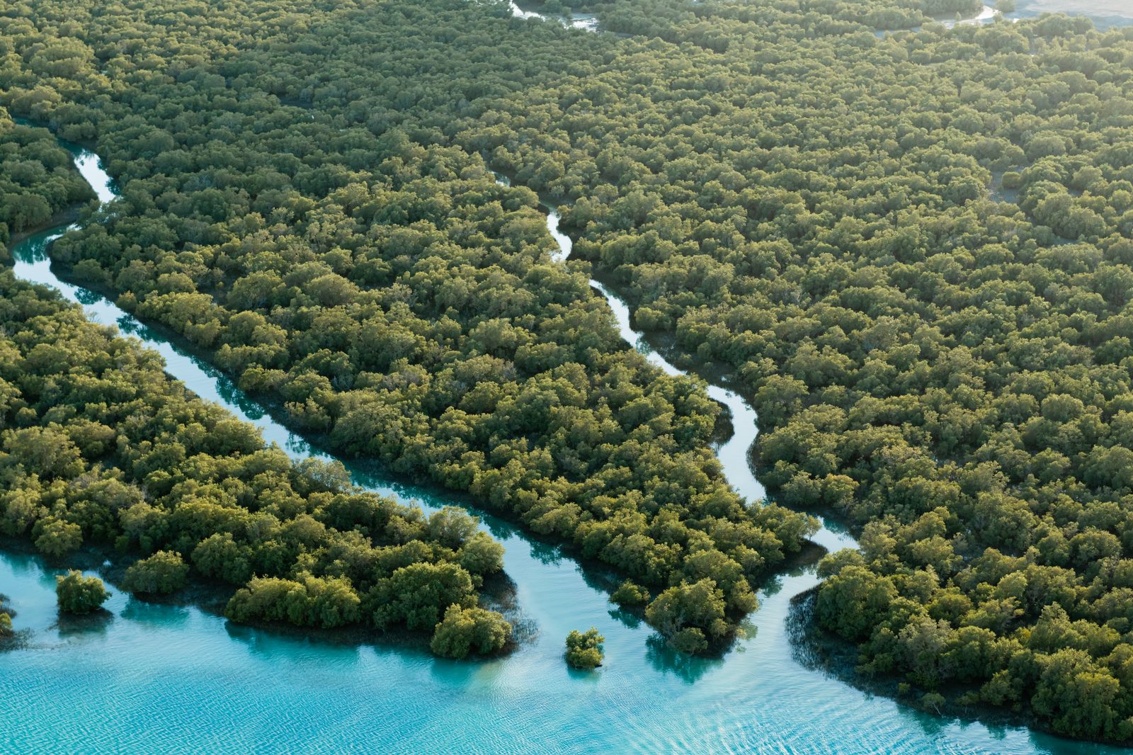 Aerial view of a mangrove river system, the kind of interconnected system CTP's advisory work is grounded in.